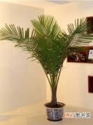 【植物】国王椰子是一种什么植物？国王椰子图片及简介