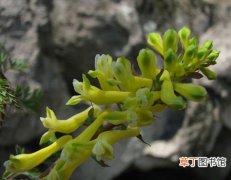 【图片】黄堇是一种什么植物？黄堇图片及简介