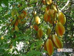 【桃树】阳桃是一种什么植物？阳桃树图片及简介
