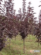 【园林】紫叶稠李的特点和在园林中的应用
