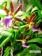 【植物】紫香兰是一种什么植物？紫香兰图片及简介