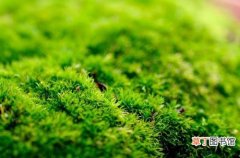 【植物】初谈苔藓植物的栽培管理和在园林中的应用