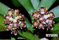 【图片】台湾鹿角兰是一种什么植物？台湾鹿角兰图片及简介