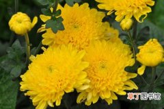 【花】翠菊的切花采收和保鲜方法