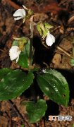 【图片】白齿唇兰是一种什么植物？白齿唇兰图片及简介