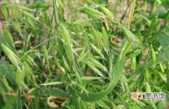 【图片】野燕麦是什么植物？野燕麦图片及简介