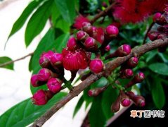 【植物】马来蒲桃是一种什么植物？马来蒲桃图片及简介