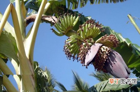 【图片】小果野蕉是一种什么植物？小果野蕉图片及简介
