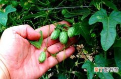 【品种】世界最小的西瓜品种——佩普基诺
