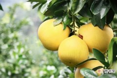 【常见】柚子的常见品种有哪些？