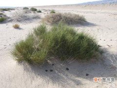 【植物】发芽最快的种子——沙漠植物梭梭的种子