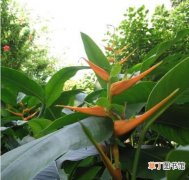【图片】红鹤蝎尾蕉是一种什么植物？红鹤蝎尾蕉图片及简介