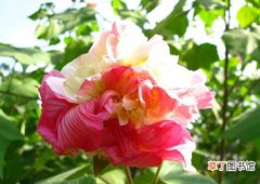 【花】变色最多的花朵——弄色木芙蓉