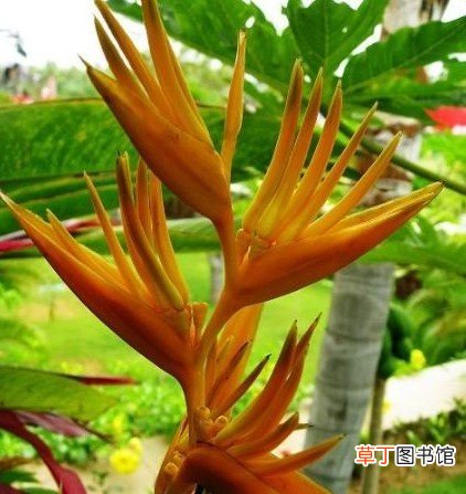 【图片】矮牙买加蝎尾蕉是一种什么植物？矮牙买加蝎尾蕉图片及简介