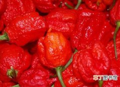 【辣椒】世界上最辣的辣椒是什么辣椒？