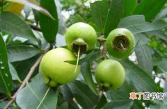 【植物】蒲桃是一种什么植物？蒲桃图片及简介