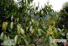 【图片】华东楠是一种什么植物？华东楠图片及简介