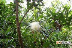 【桃】水竹蒲桃是一种什么植物？水竹蒲桃图片及简介