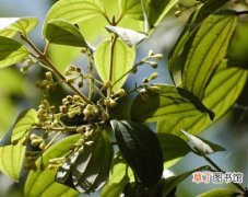 【植物】毛桂树是一种什么植物？毛桂树图片及简介