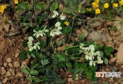 【高山】黄花高山豆是一种什么植物？黄花高山豆图片及简介