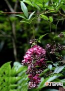 【花】香花崖豆藤是一种什么植物？香花崖豆藤图片及简介