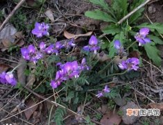 【植物】紫花雀儿豆是一种什么植物？紫花雀儿豆图片及简介