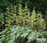 【图片】东京油楠是一种什么植物？东京油楠图片及简介