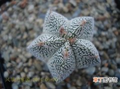 【植物】仙人掌科植物品种及图片——恩塚鸾凤玉