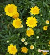 【图片】鲜花名称及图片——黄晶菊