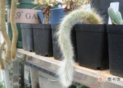 【植物】仙人掌科植物名称及图片——软毛猴尾柱