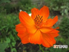 【图片】鲜花名称及图片——硫华菊