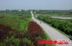 【种植】安徽省肥西县：成片的苗木种植带动当地旅游业