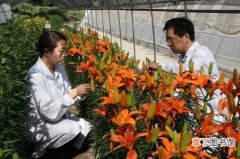 【花卉】云南省海南省两省花卉合作项目被确定为“尽快启动”项目