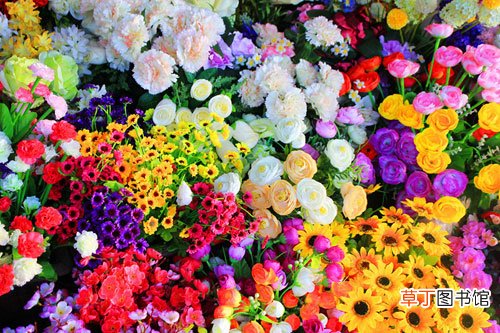 【花卉】荷兰生产的花卉至少有70％用于出口