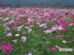 【花卉】西藏丰富的野生花卉资源 花卉产业开始起步