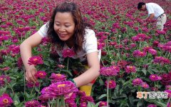 【花卉】甘肃省玉门市：花卉制种成农民增收新亮点