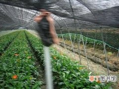 【花卉】浙江省嘉兴市：嘉善县将新增花卉面积2500亩