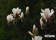 【树】山东省招远市：玉兰树一年开花两次奇观