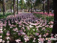 【多】哈尔滨植物园50多种花卉争芳斗艳