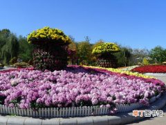 【最火】“十一黄金周”沈阳世博园的菊花成为沈阳市最火旅游景点