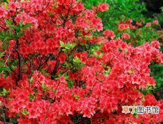 【花卉】江西省上饶市花卉生产发展迅速