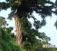 【树】“榕抱棕”奇观入选林业部组编的《中国树木奇观》