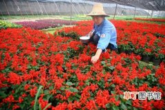 【花卉】中国花卉产业前景良好 核心产品和技术成瓶颈