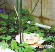 【花】四川省：南充市民家里花台长白色“花朵” 酷似灵芝