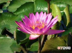 【美丽】广西柳州园博园内水生花卉美丽绽放