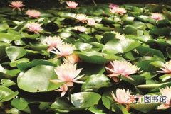 【花卉】佛教圣地栖霞山景区内水生花卉渐入盛放期