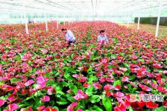 【花卉】天津市：市旅游局一行到天津滨海花卉科技园考察工作