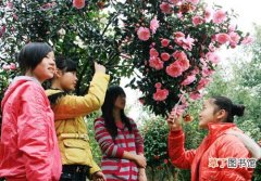 【茶花】安徽省黄山市：徽州区建成国内规模最大的世界茶花观赏园