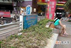 【高温】四川省：夏季高温 南充市五星花园片区3000盆花草枯死