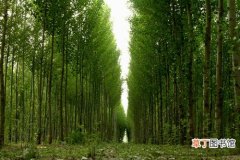 【花卉大全】南昌市：远景林业集资造林 高额回报率遭质疑